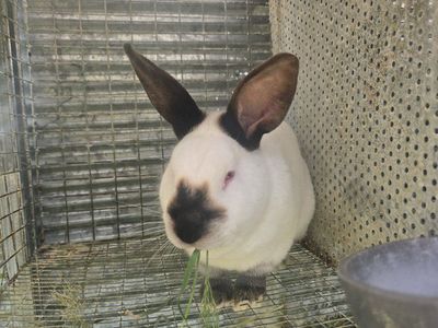 proven Californian buck rabbit