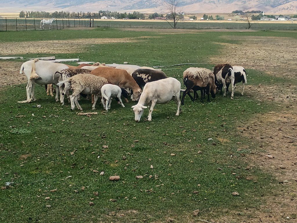 Hair sheep ewes