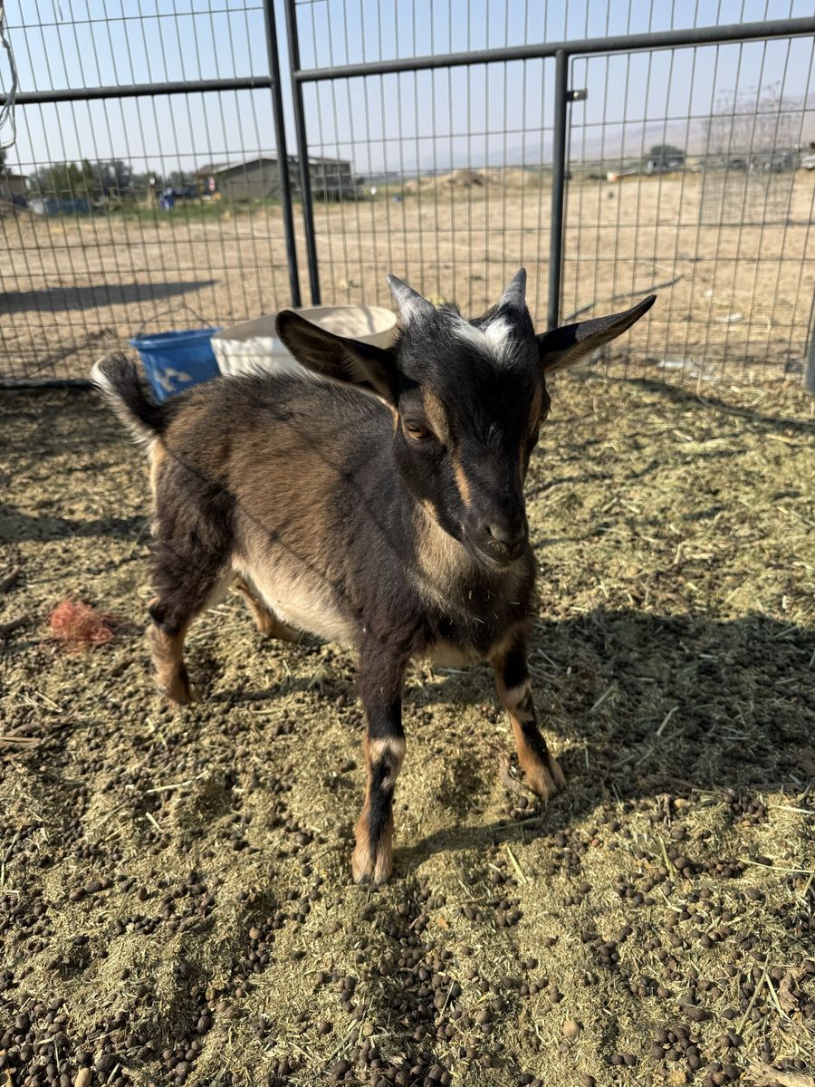 Nigerian dwarf buck 