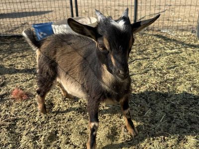 Nigerian dwarf buck