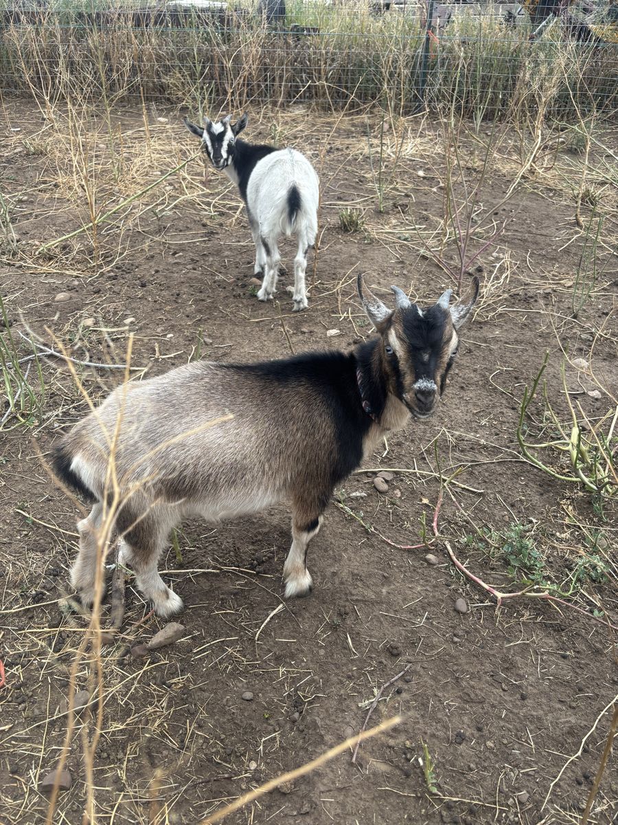 Nigerian dwarf goats