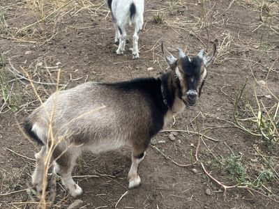 Nigerian dwarf goats