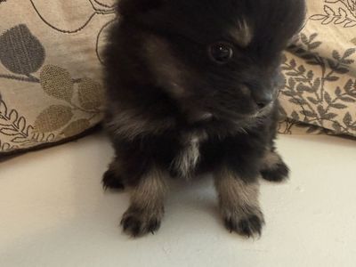 Teacup Pomeranian