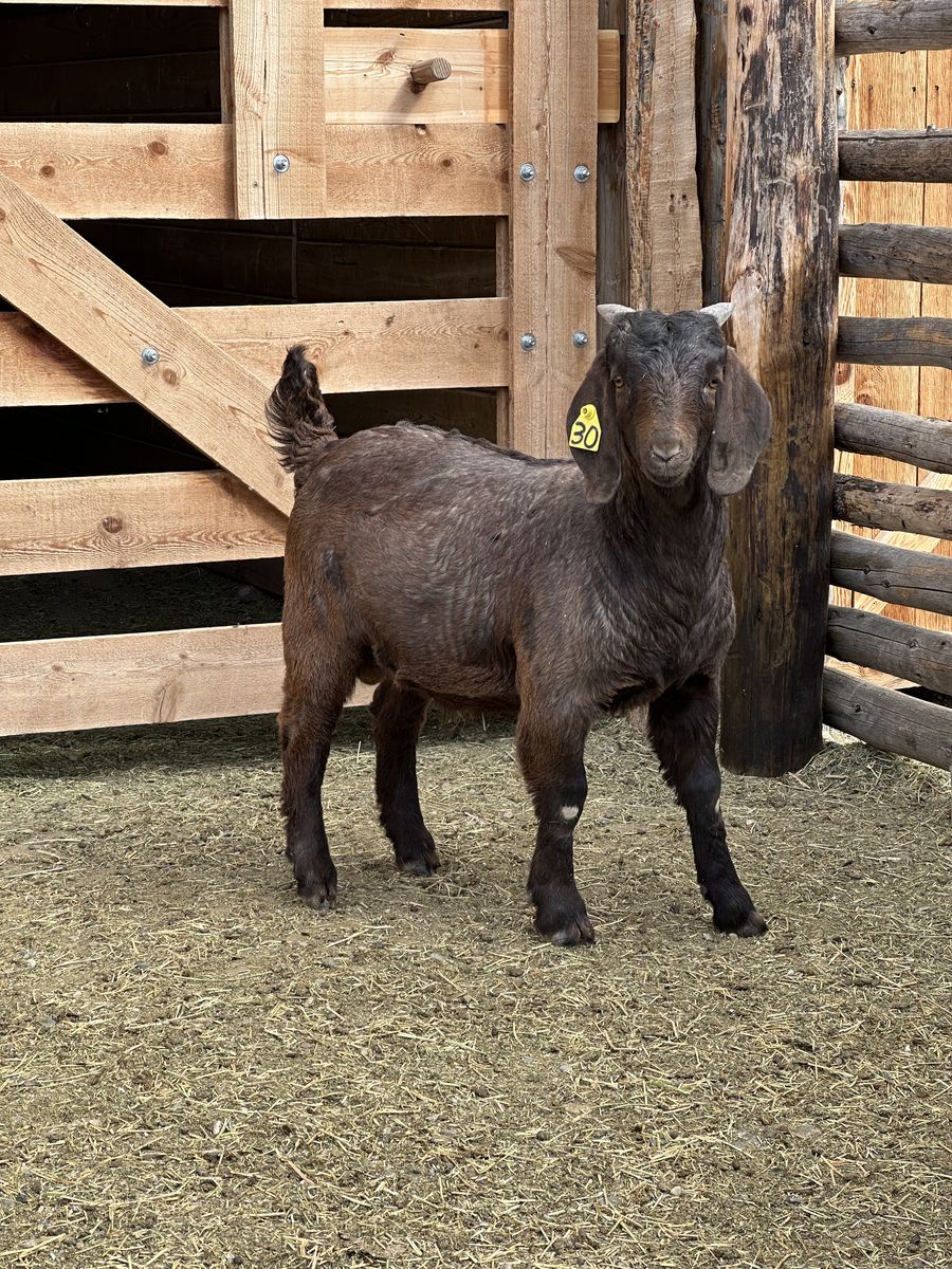 Boer Goat