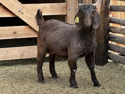 Boer Goat