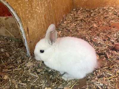 Bunnies For Sale