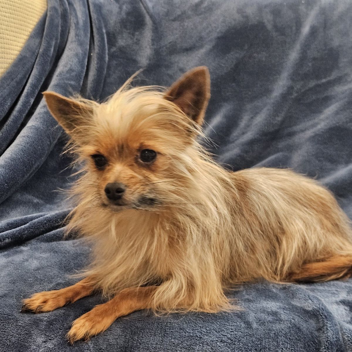 Yorkie Male