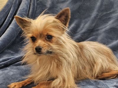 Yorkie Male