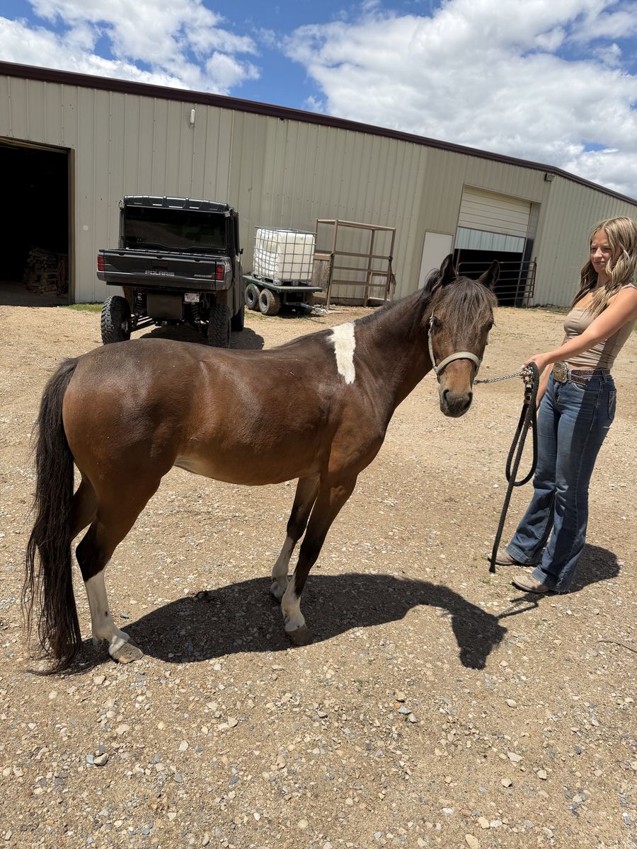 Flashy well broke pony