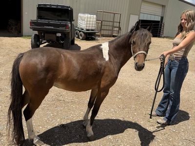 Flashy well broke pony