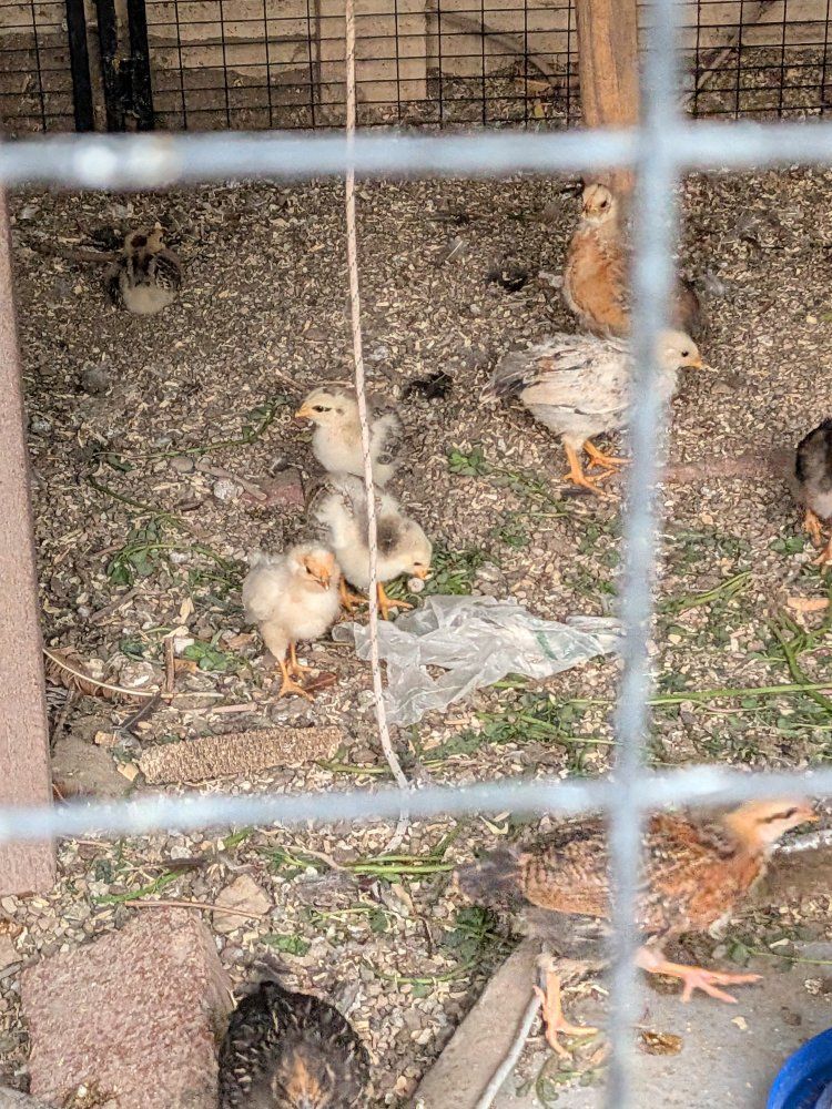 Easter Egger Chicken Baby chicks