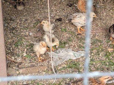 Easter Egger Chicken Baby chicks