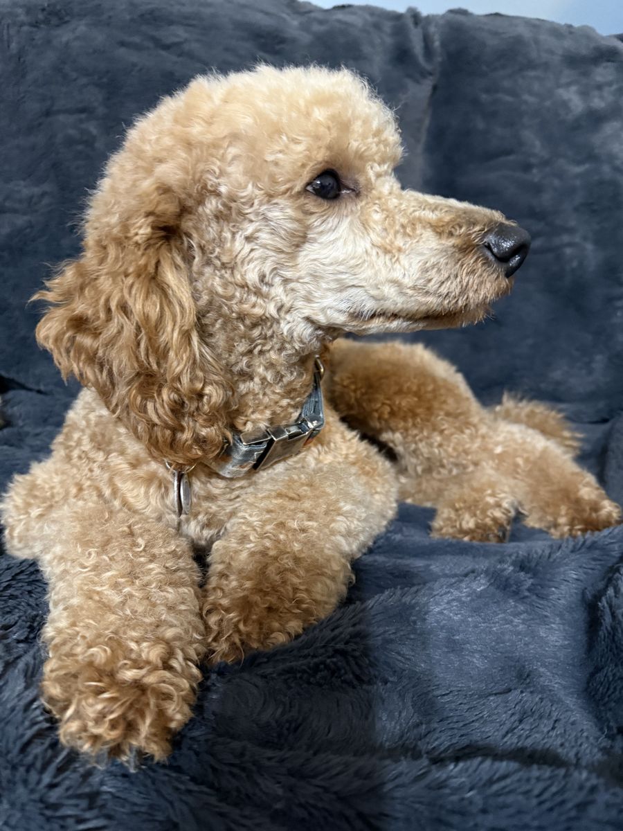 Red/Apricot Mini Poodle Stud