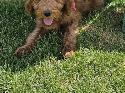 F1BB hypoallergenic Bernedoodle and Goldendoodle puppies ready now!