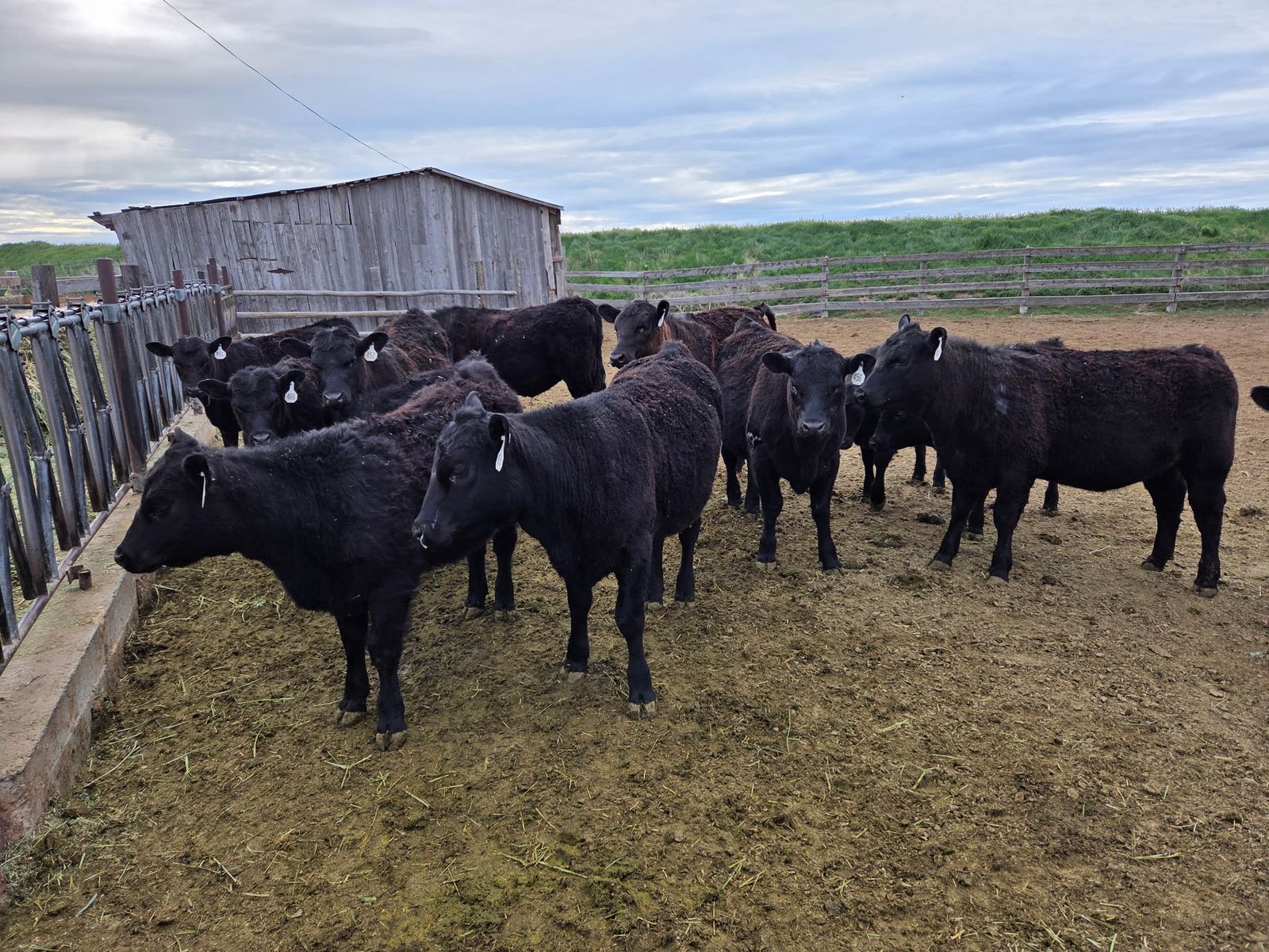 SOLD Registered Angus Heifers