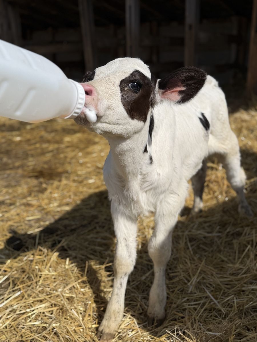 Holstein x Angus Cross Bottle Heifer