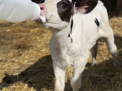 Holstein x Angus Cross Bottle Heifer