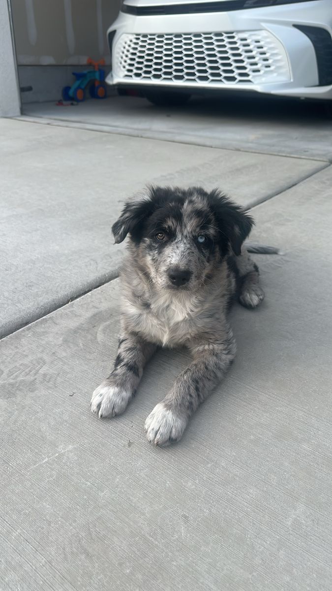 Merle Australian Shepherd Puppy - Beautiful Heterochromia Eyes, Playful Companion, Ready for a Home