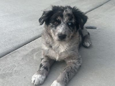 Merle Australian Shepherd Puppy - Beautiful Heterochromia Eyes, Playful Companion, Ready for a Home