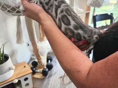 EMOTIONAL SUPPORT TRAINING STARTED 🧡SILVER SNOW BENGAL FEMALE KITTEN ️