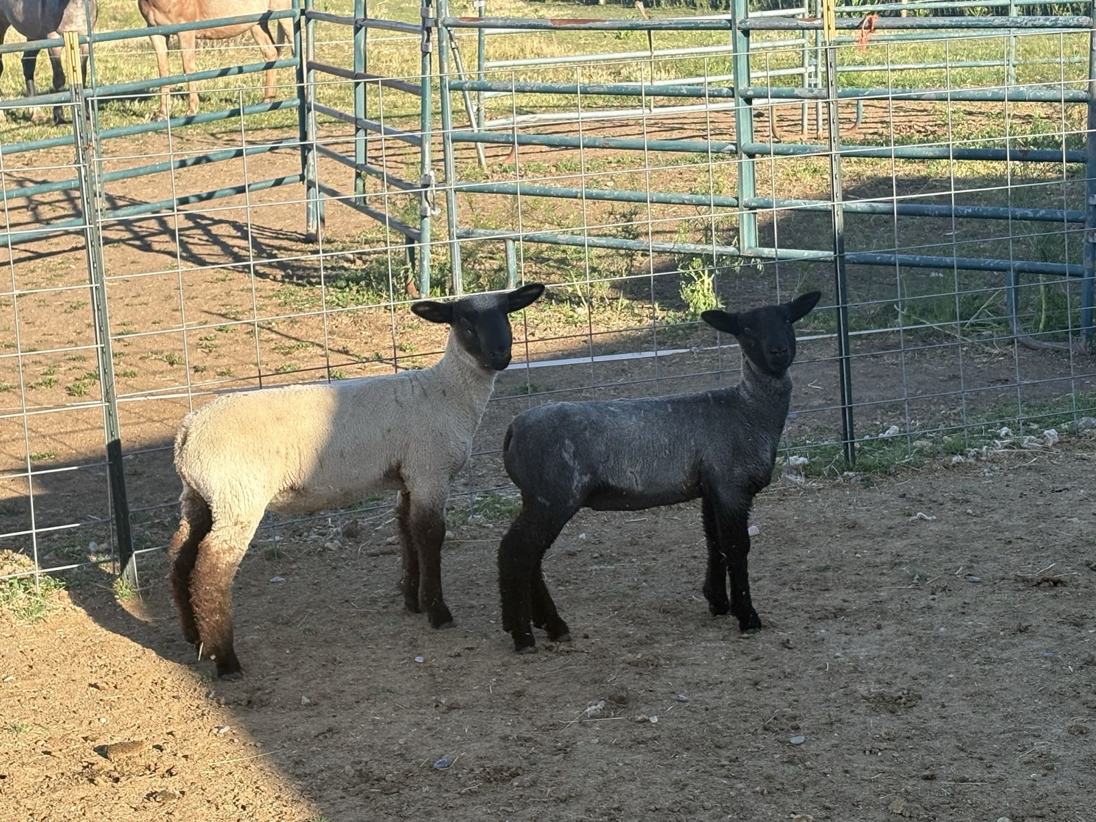 Club Lambs