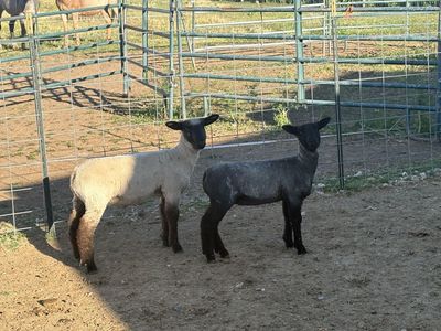 Club Lambs