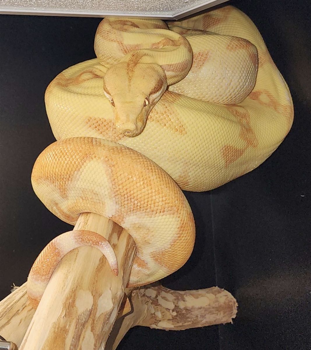 Amazing Boa project!