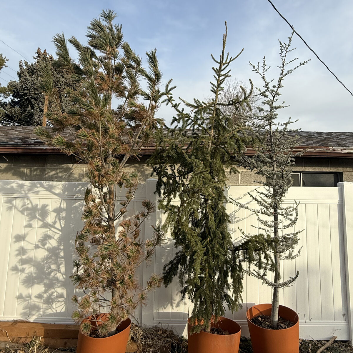 10-12 Ft Pines For Sale
