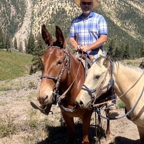 4 Year Old Molly Mule 15.1 hands