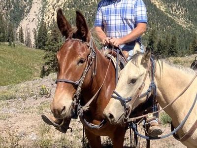 4 Year Old Molly Mule 15.1 hands