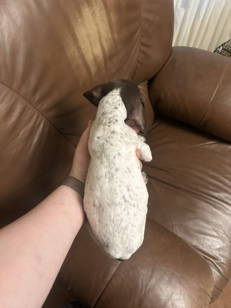 German Shorthair Akc