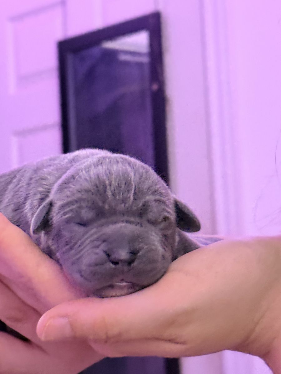Cane corso X Pitbull Puppies