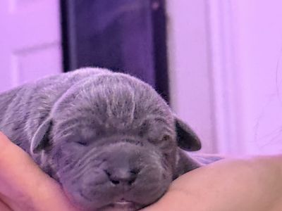 Cane corso X Pitbull Puppies