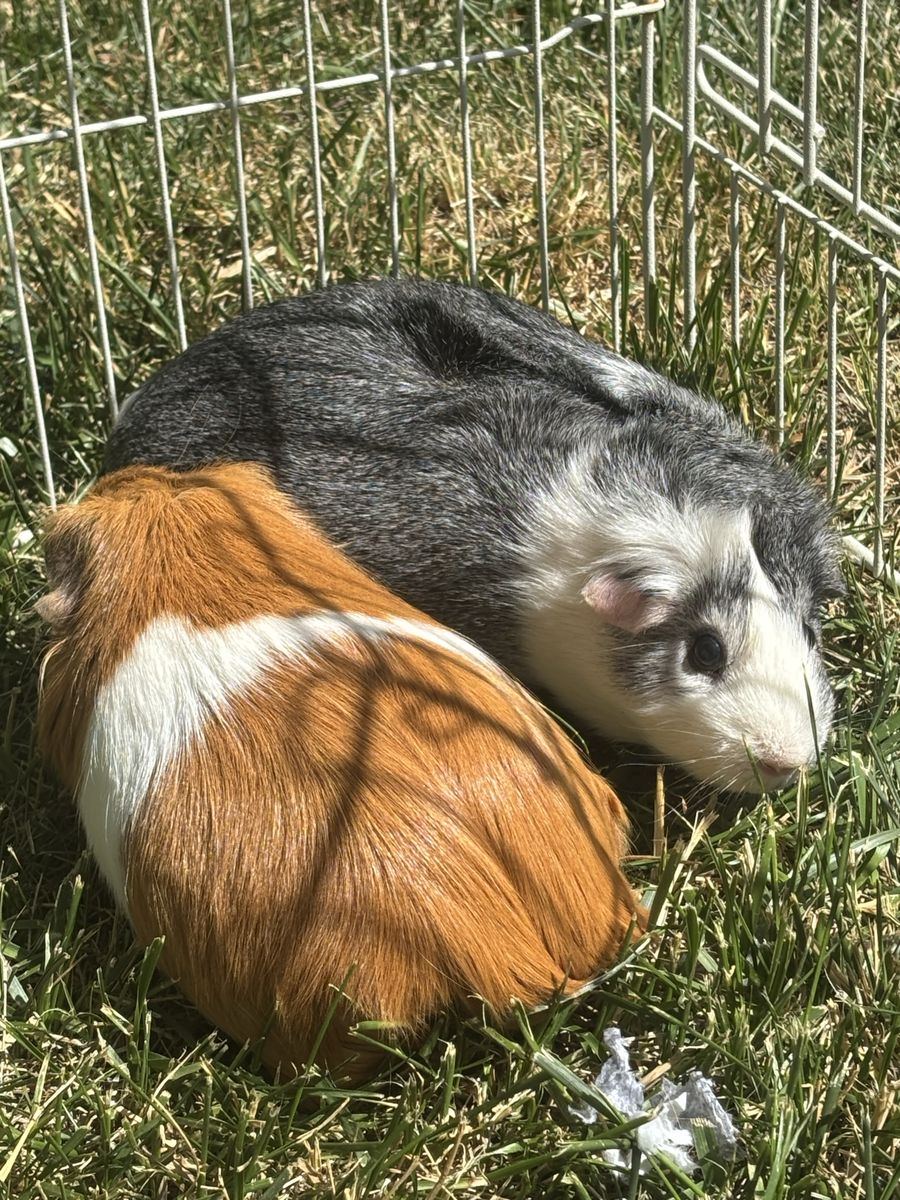 Free guinea pigs w cage