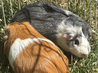 Free guinea pigs w cage