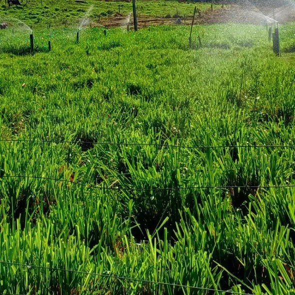 Seeking Summer Pasture