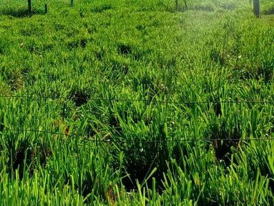 Seeking Summer Pasture