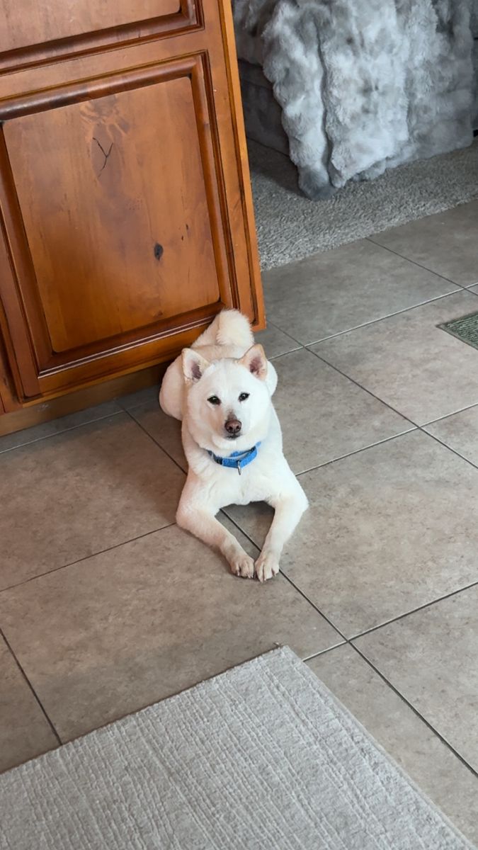 9 year old female Shiba Inu