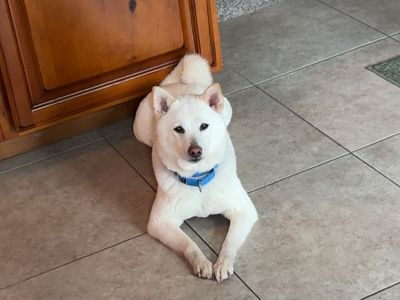 9 year old female Shiba Inu