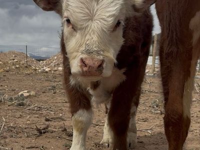 Miniature Hereferd