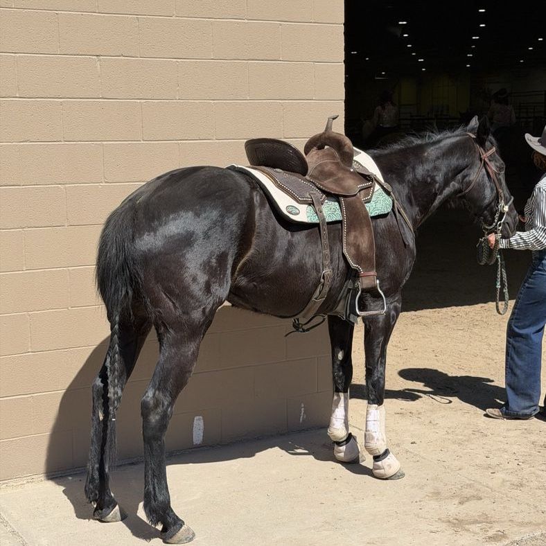 Black Appendix AQHA All Around Performance Mare