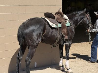 Black Appendix AQHA All Around Performance Mare