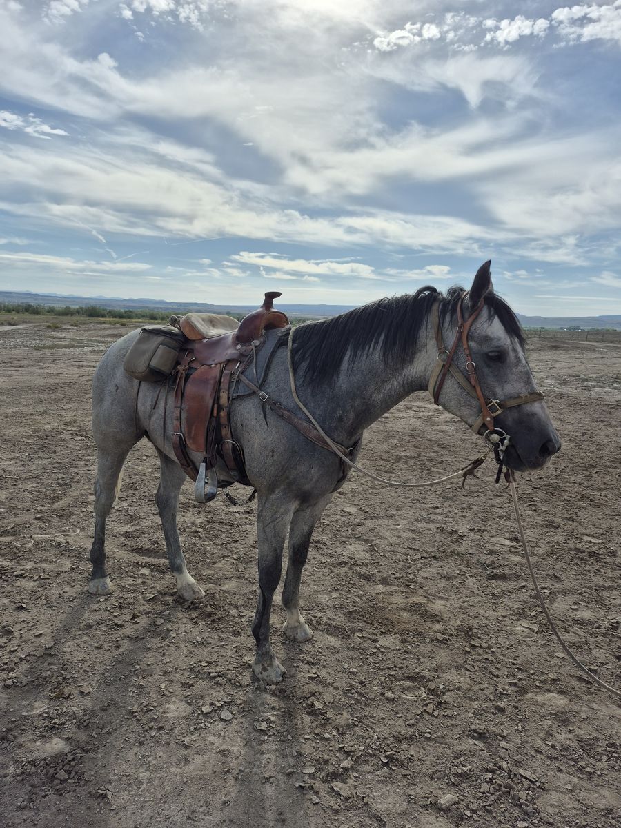 4 year old papered blue roan
