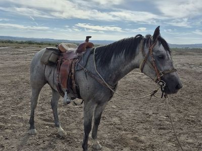 4 year old papered blue roan