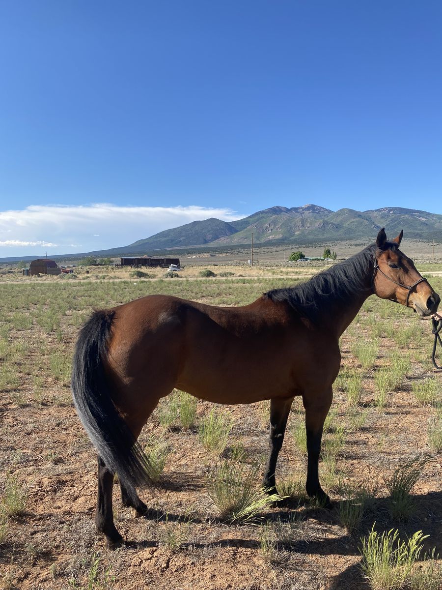 2008 AQHA Bay mare