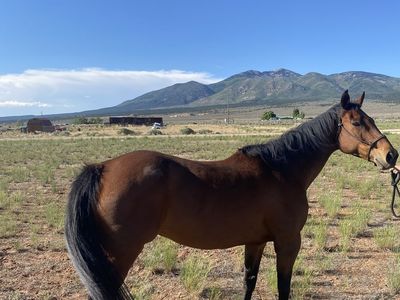 2008 AQHA Bay mare