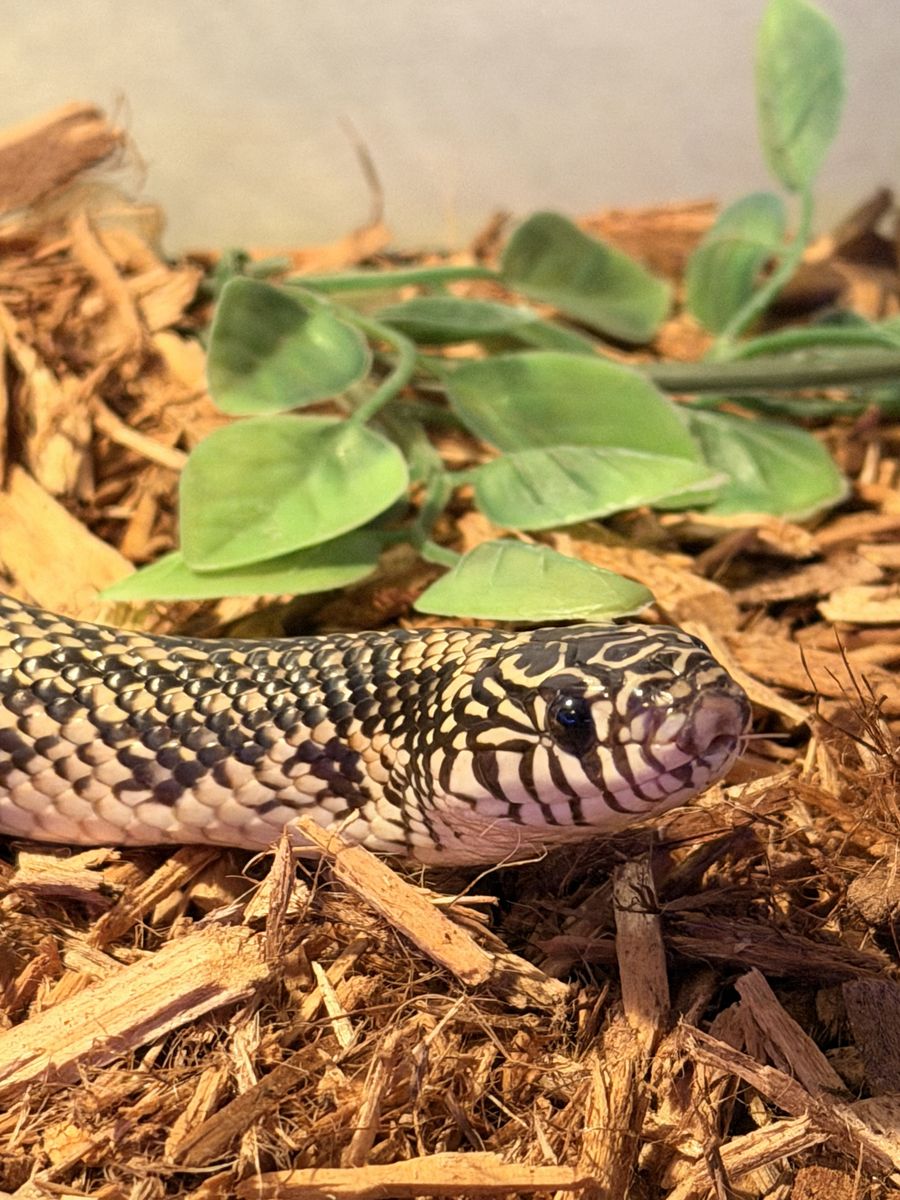 King Snake