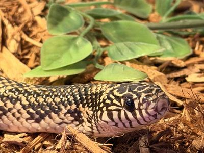 King Snake