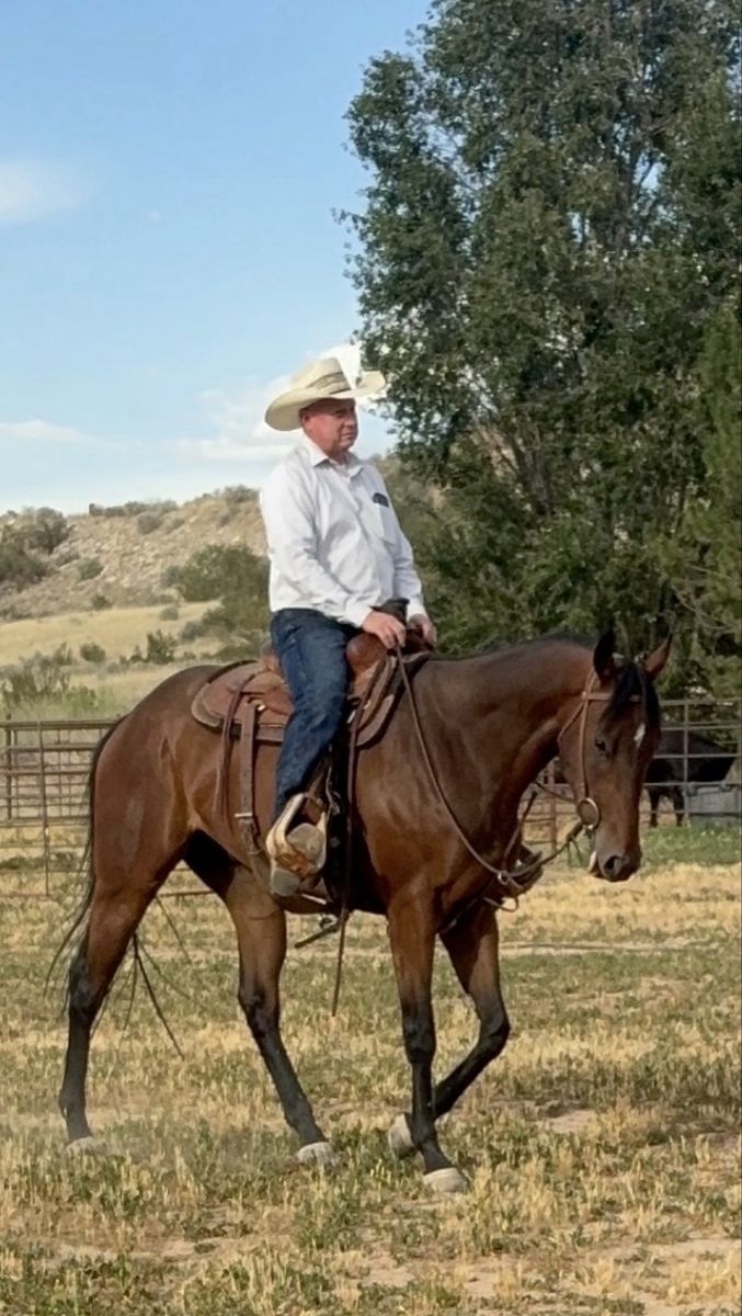 Handsome Gelding