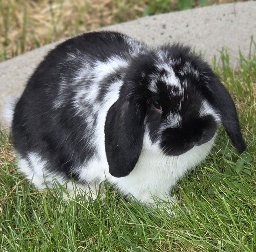 Junior Show Mini Lop Bunny Rabbits